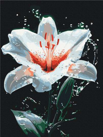 Сяйво лілії